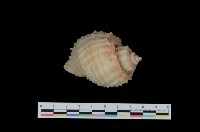 藏品(縱瘤布紋螺)的圖片